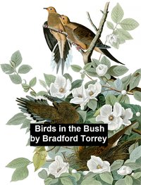 Birds in the Bush - Bradford Torrey - ebook