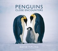 Penguins [DRM] - David Tipling - ebook