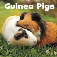 Guinea Pigs [DRM] - Lisa J. Amstutz - ebook