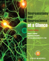 Neuroanatomy and Neuroscience at a Glance [DRM] - Francesca Cicchetti - ebook